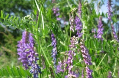 Athens Seed Hairy Vetch