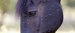 black horse head covered with flies link to pest products